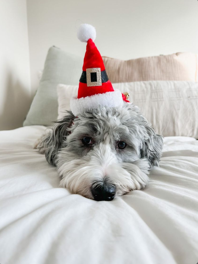 Midlee Dog Santa Hat Headband for Large Dogs
