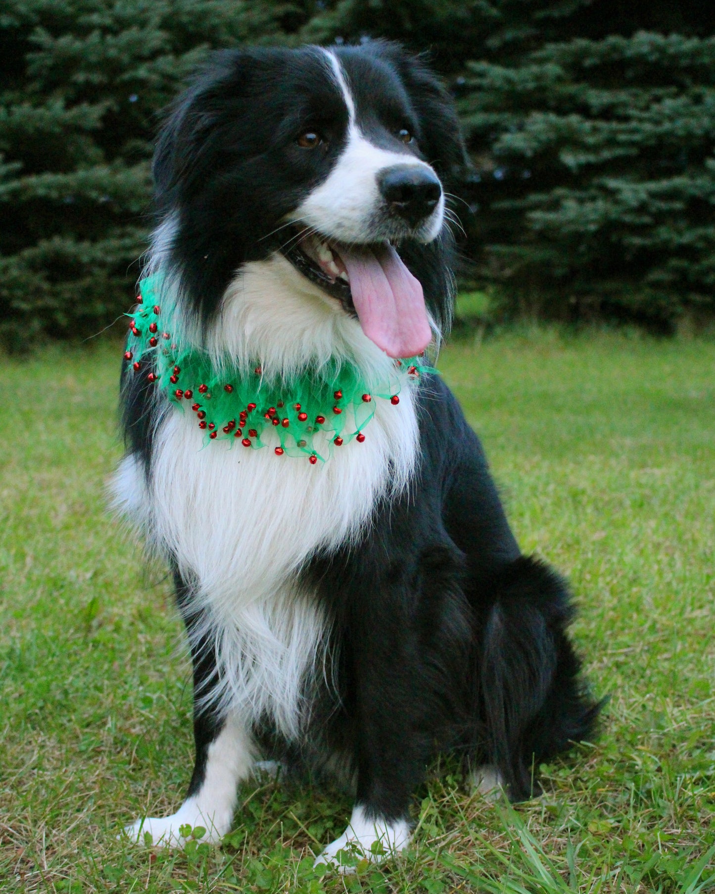 Midlee Wreath Jingle Bell Decorative Dog Collar