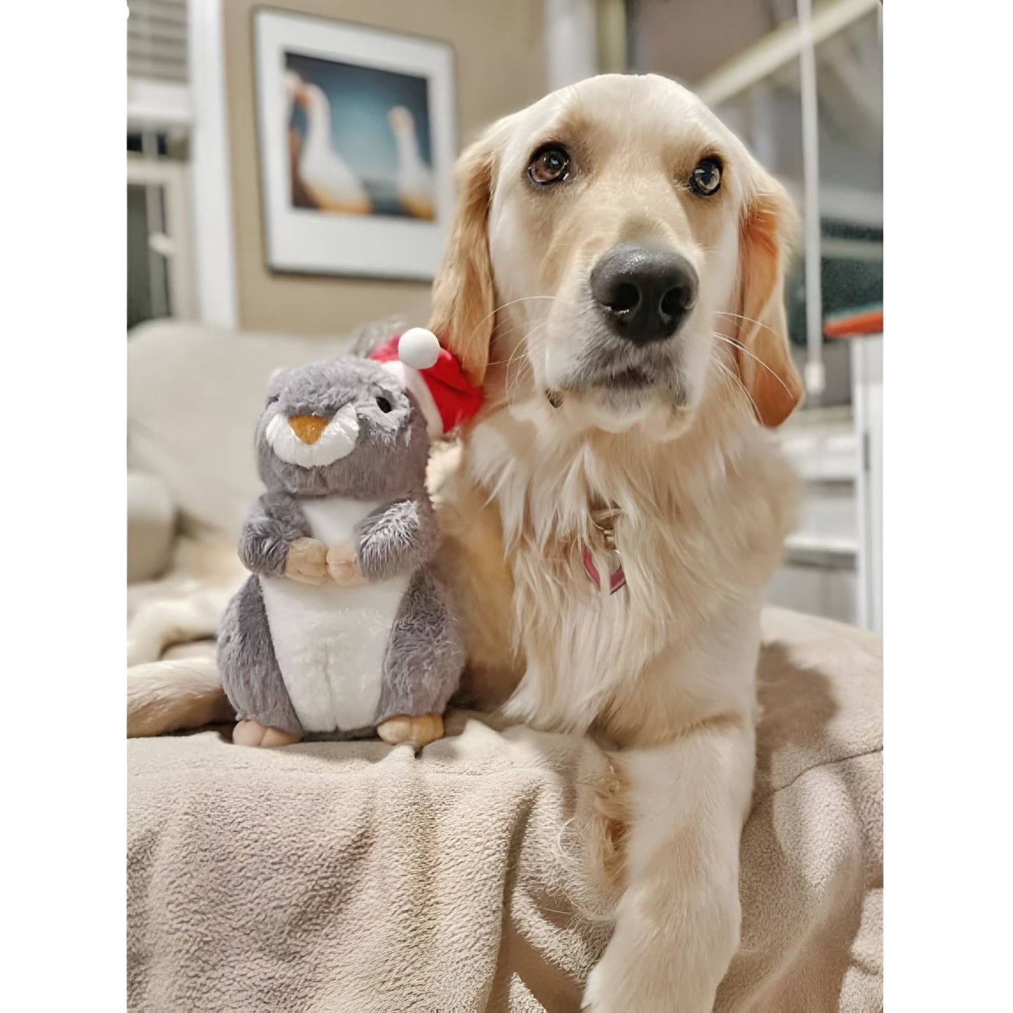 Midlee Halloween Squeaky Squirrel Plush Dog Toy with Witch Hat, 9" for Medium to Large Dogs