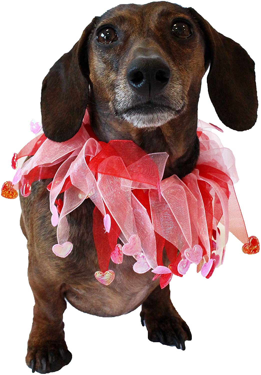 Midlee Valentine's Heart Decorative Dog Collar