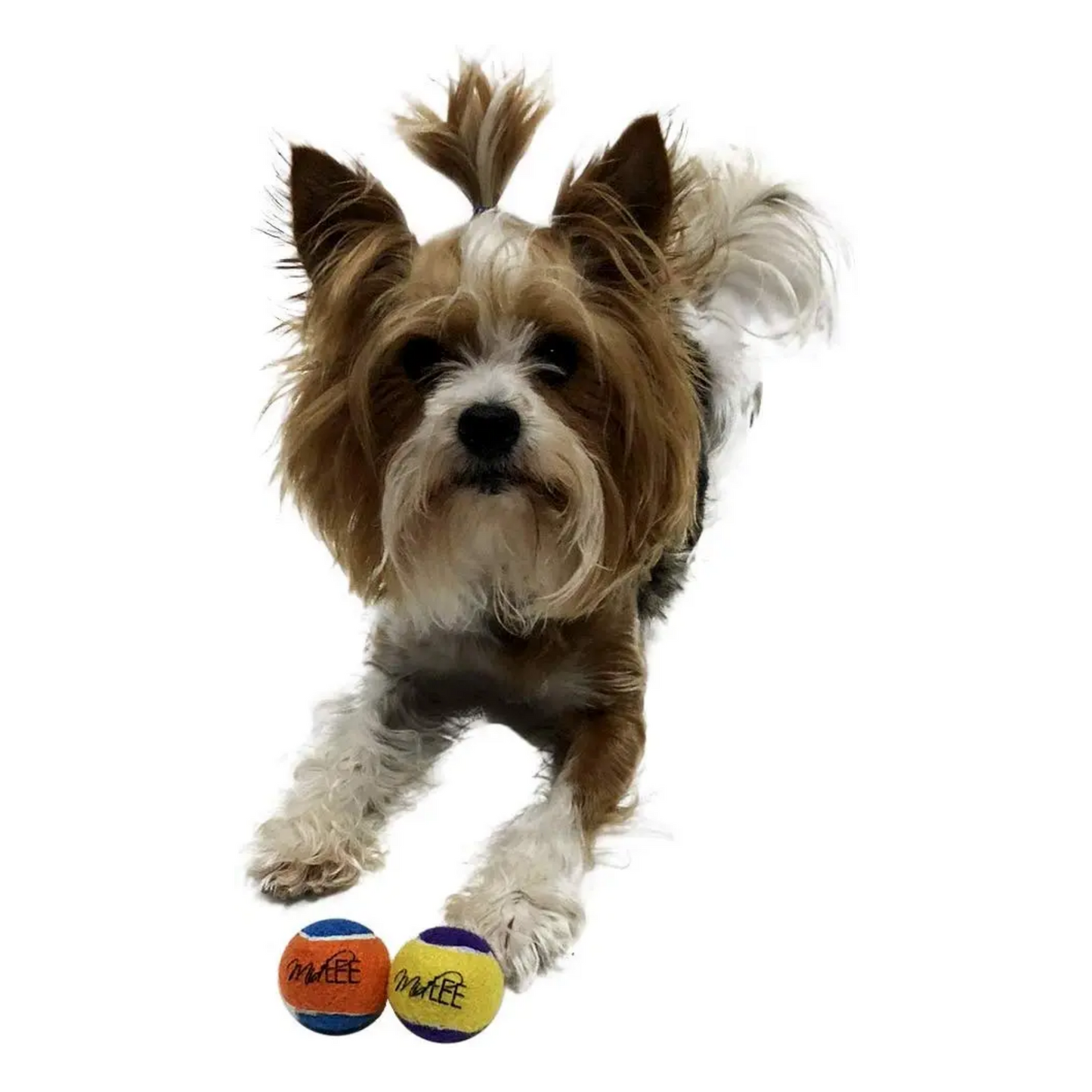 Midlee Squeaky Small Tennis Ball for Dogs 1.5"- Pack of 12 (Yellow/Purple)
