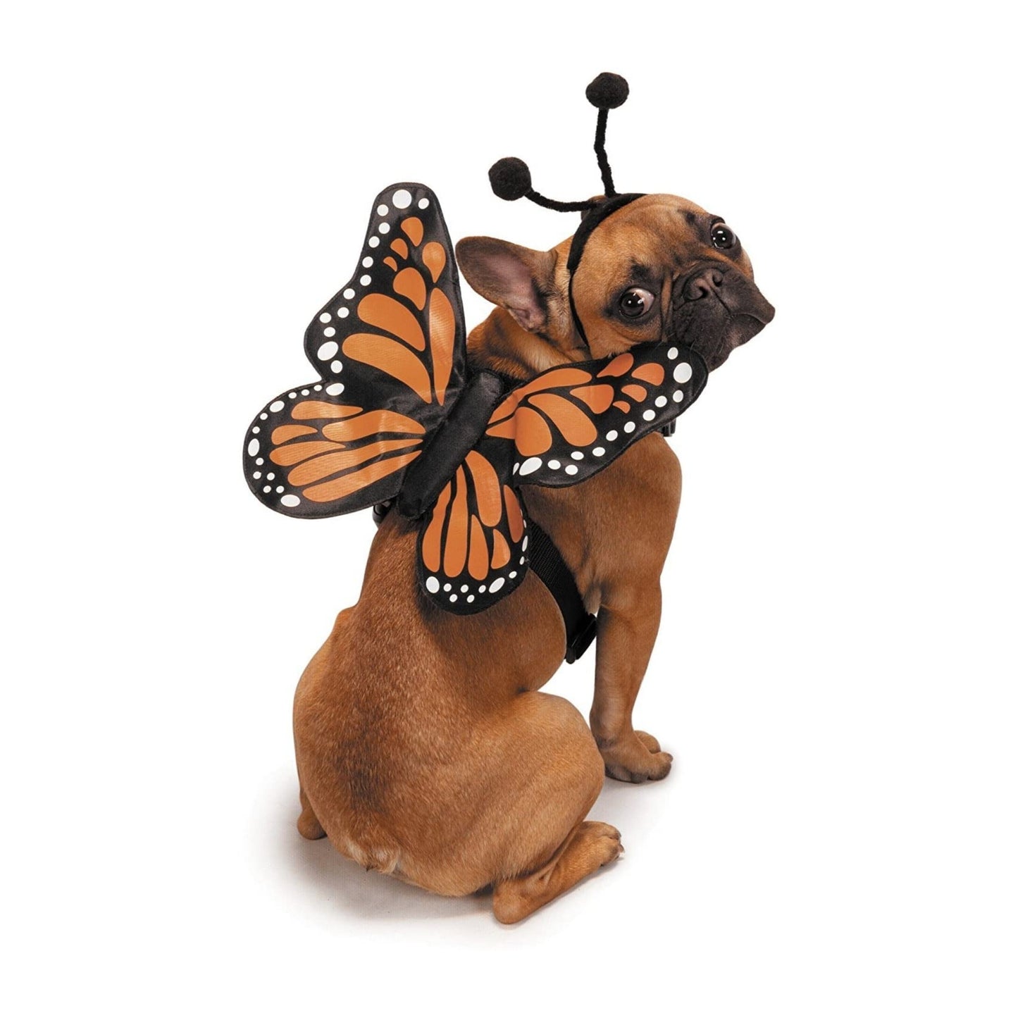 Zack & Zoey Butterfly Glow Harness Costume for Dogs, X-Large