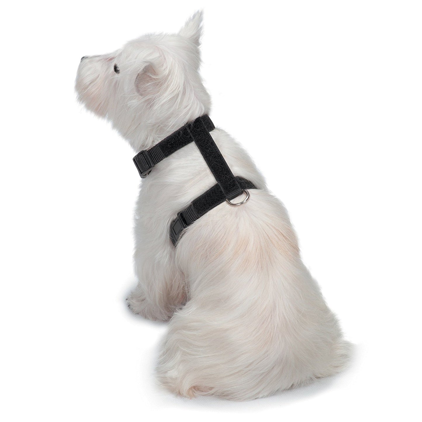 Zack & Zoey Glow-in-the-Dark Bat Wings Harness for Dogs, Large