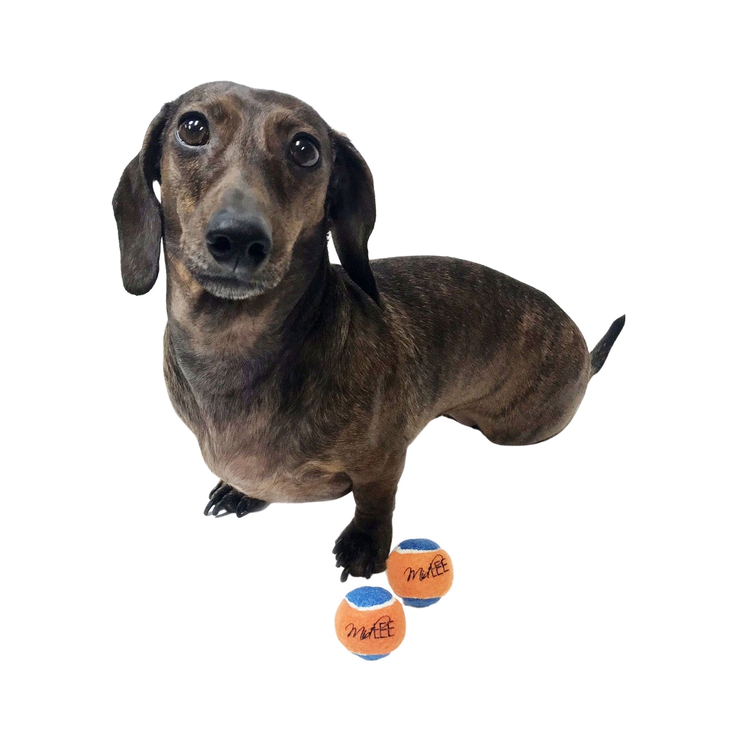 Midlee Squeaky Mini Tennis Ball for Dogs 1.5"- Pack of 12 (Orange/Blue)