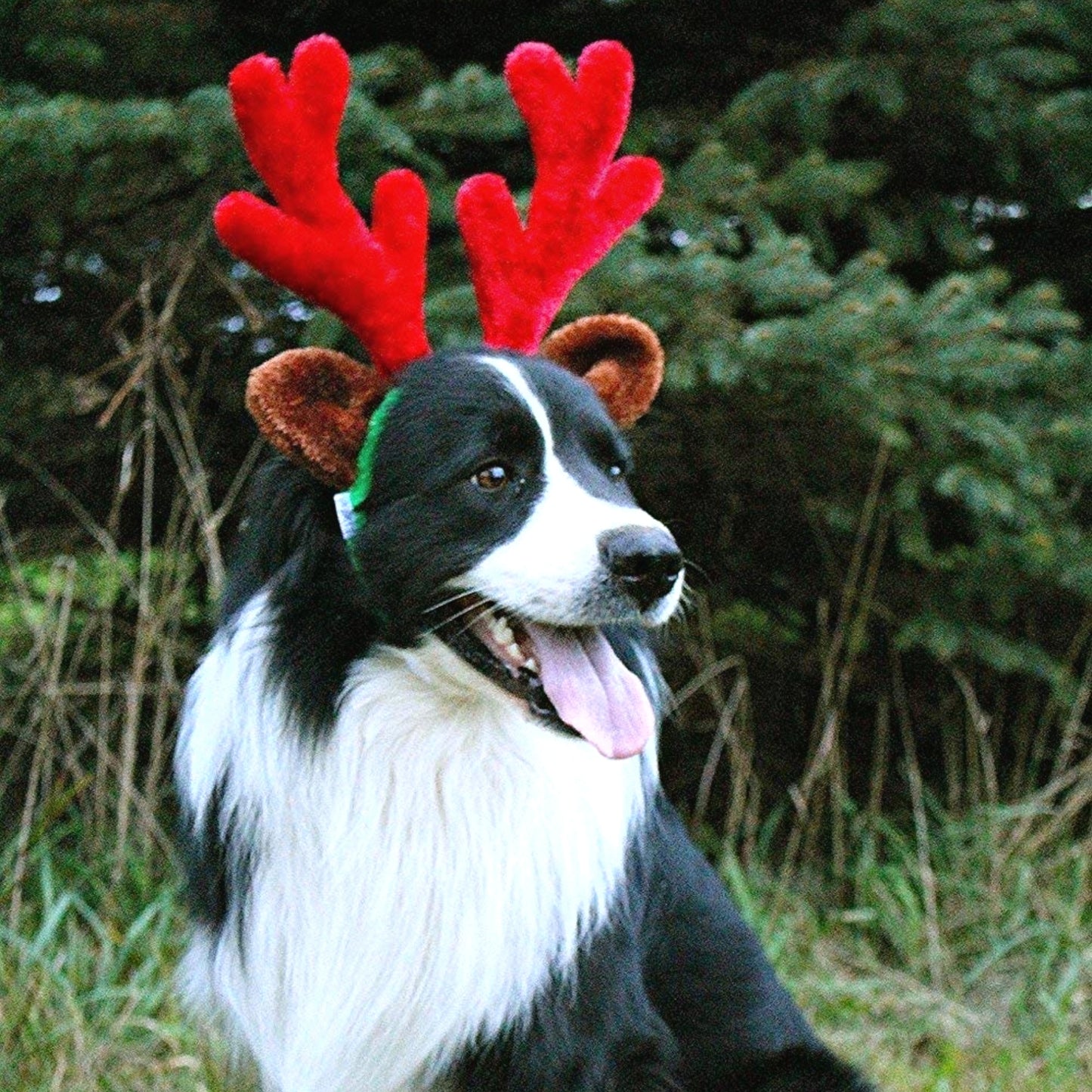 Midlee Christmas Reindeer Antlers with Ears for Large Dogs