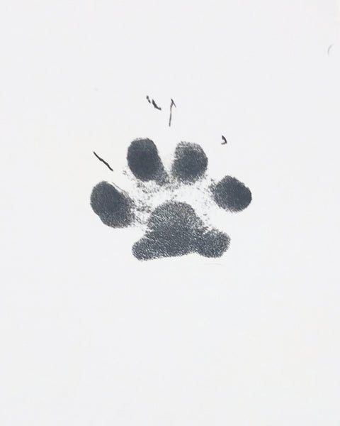Inkless Paw Print Pad for Picture Frames and Keepsakes fits Small to Medium Sized Pets …