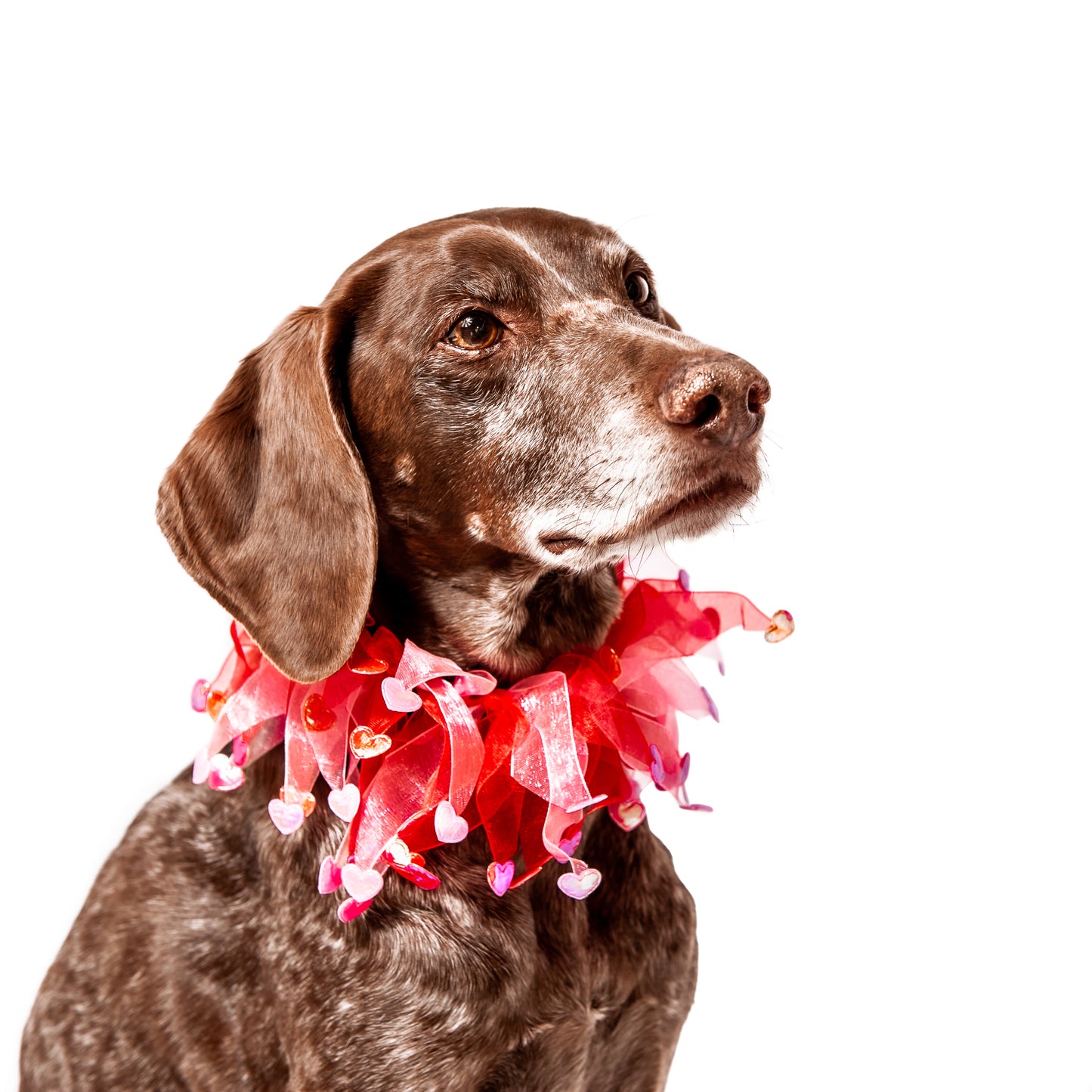 Midlee Valentine's Heart Decorative Dog Collar