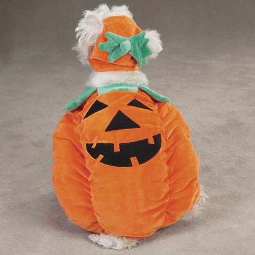 Zack & Zoey Pumpkin Pooch Costume, Medium